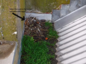 Leaking box gutters | Box Gutter Repairs | Melbourne | Roofrite