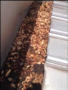 box gutter choked with leaves (image)
